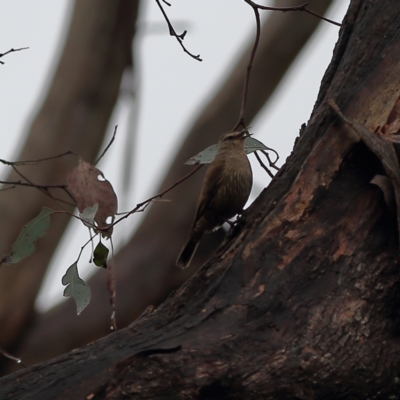 Climacteris picumnus victoriae (Brown Treecreeper) at Culcairn, NSW - 29 Nov 2023 by Trevor