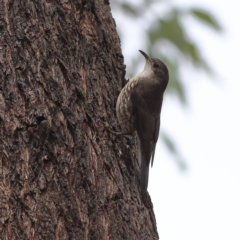 Cormobates leucophaea (White-throated Treecreeper) at Benambra National Park - 29 Nov 2023 by MichaelWenke