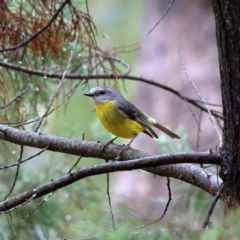 Eopsaltria australis (Eastern Yellow Robin) at Culcairn, NSW - 29 Nov 2023 by MichaelWenke