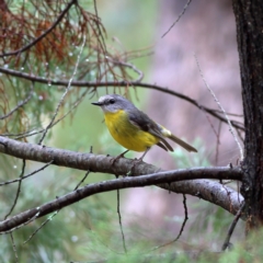 Eopsaltria australis (Eastern Yellow Robin) at Culcairn, NSW - 29 Nov 2023 by Trevor