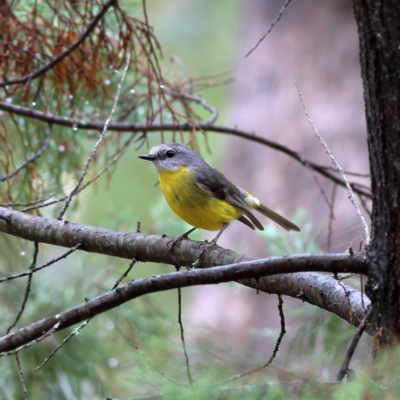 Eopsaltria australis (Eastern Yellow Robin) at Culcairn, NSW - 29 Nov 2023 by Trevor
