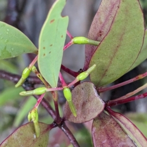 Muellerina eucalyptoides at Mount Taylor - 30 Nov 2023 05:00 PM