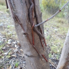 Muellerina eucalyptoides at Mount Taylor - 30 Nov 2023 05:00 PM