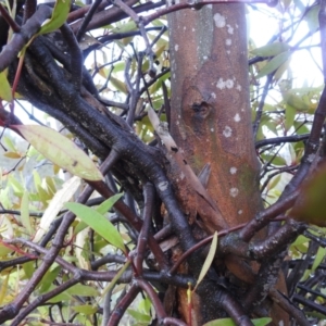Muellerina eucalyptoides at Mount Taylor - 30 Nov 2023