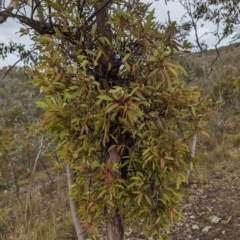 Muellerina eucalyptoides at Mount Taylor - 30 Nov 2023