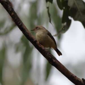 Acanthiza reguloides at Benambra National Park - 29 Nov 2023