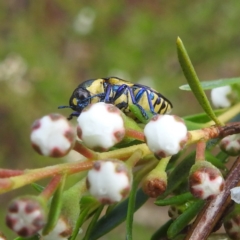 Castiarina octospilota at Mount Taylor - 30 Nov 2023