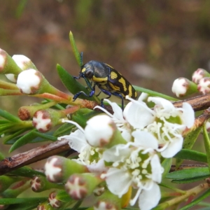 Castiarina octospilota at Mount Taylor - 30 Nov 2023