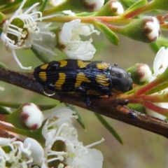 Castiarina octospilota at Mount Taylor - 30 Nov 2023 04:15 PM