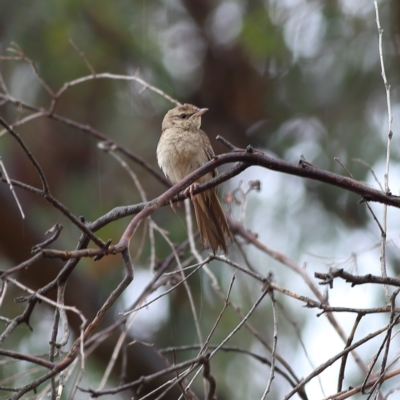 Cincloramphus mathewsi (Rufous Songlark) at Culcairn, NSW - 29 Nov 2023 by MichaelWenke