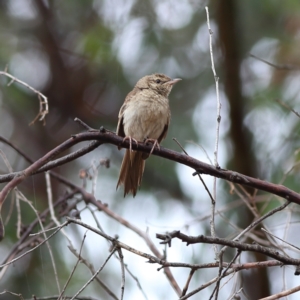 Cincloramphus mathewsi at Culcairn, NSW - 29 Nov 2023