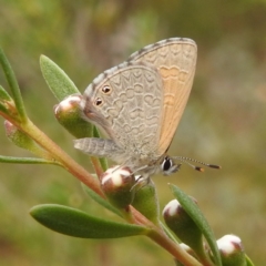 Nacaduba biocellata (Two-spotted Line-Blue) at Mount Taylor - 30 Nov 2023 by HelenCross