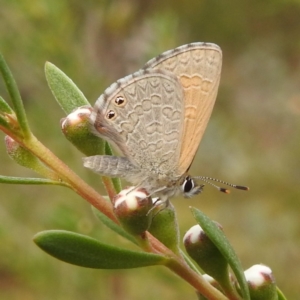 Nacaduba biocellata at Mount Taylor - 30 Nov 2023