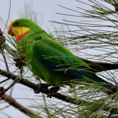 Polytelis swainsonii (Superb Parrot) at Hughes Grassy Woodland - 30 Nov 2023 by LisaH