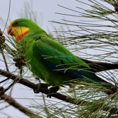Polytelis swainsonii (Superb Parrot) at Hughes Grassy Woodland - 30 Nov 2023 by LisaH
