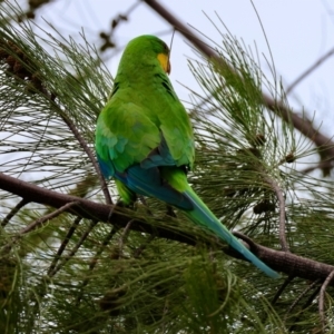 Polytelis swainsonii at Red Hill to Yarralumla Creek - 30 Nov 2023