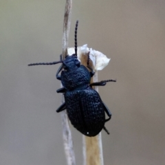 Seirotrana sp. (genus) (Darkling beetle) at Hughes Grassy Woodland - 30 Nov 2023 by LisaH