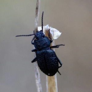 Seirotrana sp. (genus) at GG100 - 30 Nov 2023