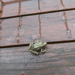 Limnodynastes peronii at Cooranbong, NSW - suppressed