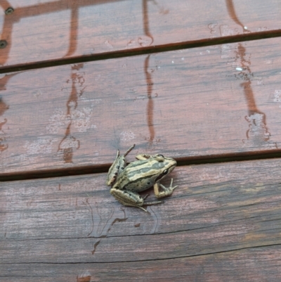 Unidentified Frog at suppressed - 29 Nov 2023 by Ryders