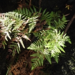 Pteridium esculentum (Bracken) at Kambah, ACT - 30 Nov 2023 by HelenCross