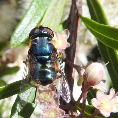 Austalis copiosa (Hover fly) at Canberra Central, ACT - 30 Nov 2023 by HelenCross