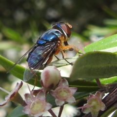 Austalis copiosa at ANBG - 30 Nov 2023