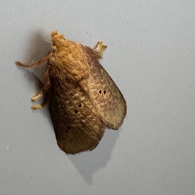 Doratifera quadriguttata and casta (Four-spotted Cup Moth) at Jerrabomberra, NSW - 30 Nov 2023 by SteveBorkowskis