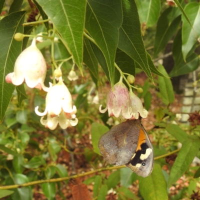 Heteronympha merope (Common Brown Butterfly) at Canberra Central, ACT - 30 Nov 2023 by HelenCross