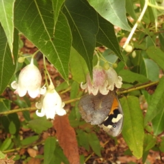 Heteronympha merope at ANBG - 30 Nov 2023