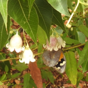 Heteronympha merope at ANBG - 30 Nov 2023