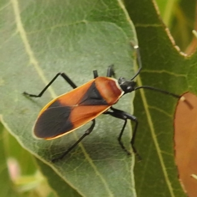 Dindymus versicolor (Harlequin Bug) at Canberra Central, ACT - 30 Nov 2023 by HelenCross