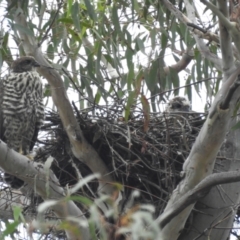 Accipiter fasciatus (Brown Goshawk) at ANBG - 30 Nov 2023 by HelenCross