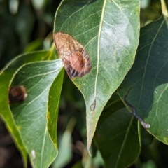 Unidentified Insect at Lions Youth Haven - Westwood Farm - 29 Nov 2023 by HelenCross