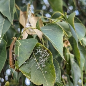 Protyora sterculiae at Lions Youth Haven - Westwood Farm - 30 Nov 2023