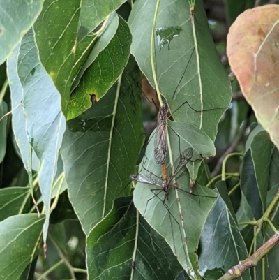 Geranomyia sp. (genus) (A limoniid crane fly) at Lions Youth Haven - Westwood Farm - 29 Nov 2023 by HelenCross