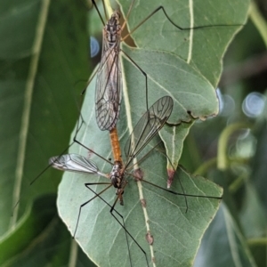 Geranomyia sp. (genus) at Lions Youth Haven - Westwood Farm A.C.T. - 30 Nov 2023 08:34 AM