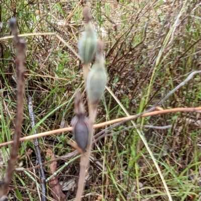 Thelymitra (Genus) (Sun Orchid) at Mount Taylor - 30 Nov 2023 by HelenCross