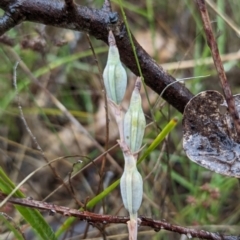 Thelymitra sp. at Mount Taylor - 30 Nov 2023