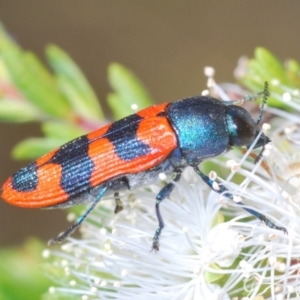 Castiarina crenata at Black Mountain - 27 Nov 2023