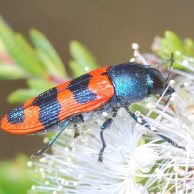 Castiarina crenata (Jewel beetle) at Black Mountain - 27 Nov 2023 by Harrisi