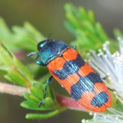 Castiarina crenata at Black Mountain - 27 Nov 2023