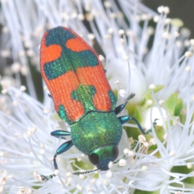 Castiarina hilaris (A jewel beetle) at Black Mountain - 27 Nov 2023 by Harrisi