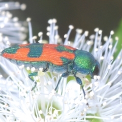 Castiarina hilaris at Black Mountain - 27 Nov 2023