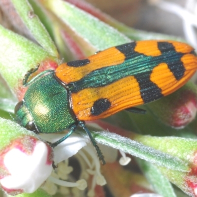 Castiarina scalaris (Scalaris jewel beetle) at Piney Ridge - 30 Nov 2023 by Harrisi