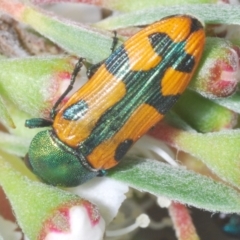 Castiarina scalaris at Bluetts Block (402, 403, 12, 11) - 30 Nov 2023