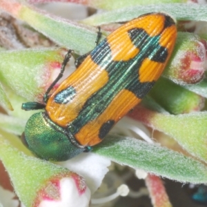 Castiarina scalaris at Bluetts Block (402, 403, 12, 11) - 30 Nov 2023