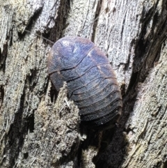 Laxta sp. (genus) (Bark cockroach) at Ainslie, ACT - 30 Nov 2023 by Pirom