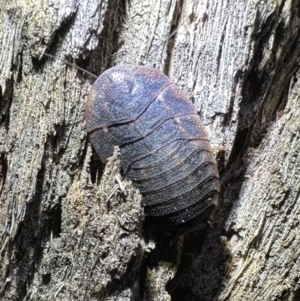 Laxta sp. (genus) at Corroboree Park - 30 Nov 2023