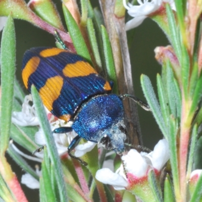 Castiarina klugii (Jewel beetle) at Piney Ridge - 30 Nov 2023 by Harrisi